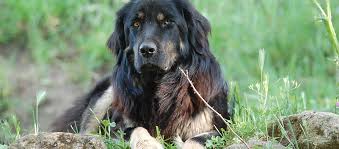 Da ogni foto puoi raggiungere la scheda descrittiva della razza. Allevamento Cane Anti Lupo Calabrese Il Cane Capraro Di Calabria