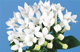 Image result for Bouvardia longiflora