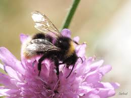 Image result for Bombus quadricolor