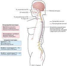 De vanligste symptomene på hjerneslag er halvsidig lammelse i ansiktet, arm eller bein, og/eller talevansker. Kardiovaskulaere Folgetilstander Etter Ryggmargsskade Tidsskrift For Den Norske Legeforening