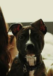 Idea By Natiana Wisen On Puppies And Dogs Pitbulls American Pitbull Terrier Pitbull Terrier