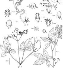 Image result for Vitaceae