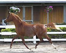 Arabian Horse Wikipedia
