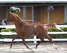 The body of the horse is brown. Arabian Horse Wikipedia