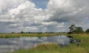 Check spelling or type a new query. Wetlands Habitats Wwf