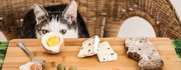 What Human Foods Can Cats Eat? | Purina New Zealand