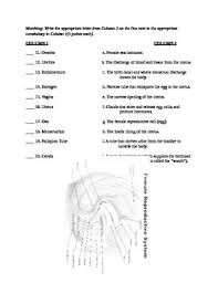 Its balanced design has many devotees, making it a perennial favorite. Male Female Reproductive Parts Quiz And Answer Key Tpt