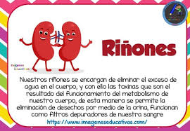 Pin En Cuerpo Humano
