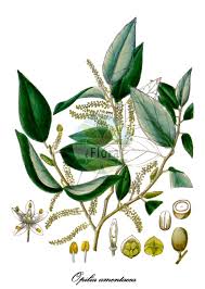 Image result for Opilia amentacea