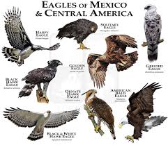 Black And White Hawk Eagle Facts Eagles Of Mexico And Central America Poster Print Etsy In 2020 Animal Drawings Sketches Africa Animals Animals Of The World