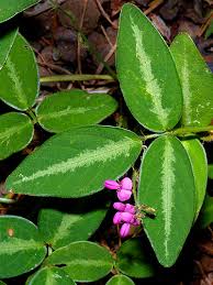Image result for Desmodium incanum