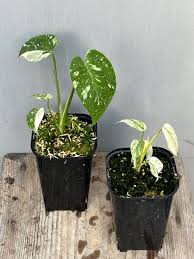 Image result for Coleochloa