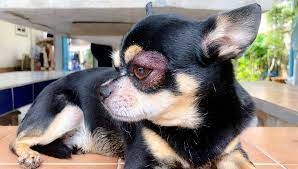 Dog Has Swollen Eyes And Is Throwing Up What You Can Do Pet Spruce