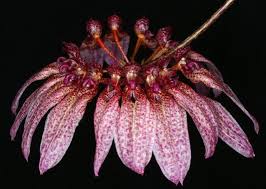 Image result for Bulbophyllum longiflorum