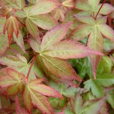 Proper care is crucial for getting fruit trees to produce fruit indoors so be sure to do your research before. Acer Palmatum Mapi No Machi Hime Buy Dwarf Japanese Maples