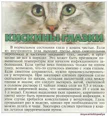 kiskiny glazki cats animals beko