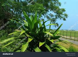 Image result for Pandanus candelabrum