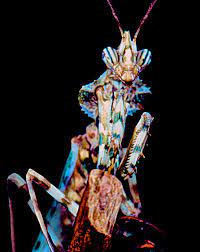 Small devil's flower mantis devil's flower mantis thistle mantis egyptian flower mantis arab mantis: Devil Flower Mantis Greeting Card For Sale By Leslie Crotty