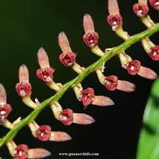 Image result for Bulbophyllum falcatum