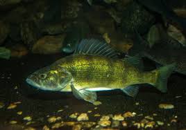 We did not find results for: Yellow Perch And Anglers Are Waiting For A Warm Spell Pittsburgh Post Gazette