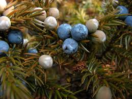 Image result for Cupressaceae