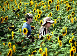Maybe you would like to learn more about one of these? 6 Connecticut Flower Farms And Festivals To Check Out This Summer