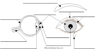 Label The Eye In German Printout Eye Anatomy Diagram Eye Anatomy Anatomy See more ideas about digestive system lessons, digestive system, human body systems. eye anatomy diagram