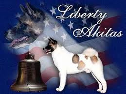 Liberty Akitas Beautiful Akita Told Ya Doggies Of America Akita Puppies Akita Dog Akita
