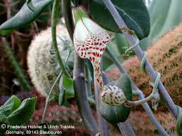 Image result for Ceropegia cimiciodora