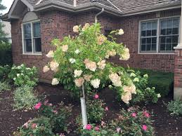 If you live in areas colder than zone 9, move. Limelight Hydrangea Tree Problem
