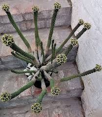 Image result for Euphorbia platycephala