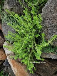 Image result for Crassula schimperi