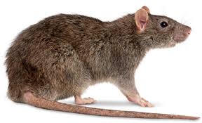Il ratto appartiene al genere rattus che comprende fino a 57 specie diverse come rattus rattus o rattus norvegicus. Le Differenze Tra Il Ratto E Il Topo Blog Kill Bugs Disinfestazione E Derattizzazione A Palermo