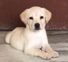 Check spelling or type a new query. What Is The Cost Of A Labrador In Hyderabad Quora