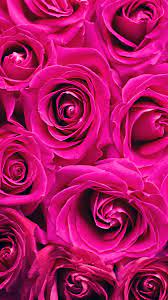 Find the best pink rose wallpapers on getwallpapers. Pink Rose Iphone Wallpapers Wallpaper Cave