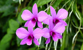 Image result for Dendrobium