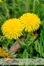 Dandelion Flower Beauty Beautiful Flowers Dandelion
