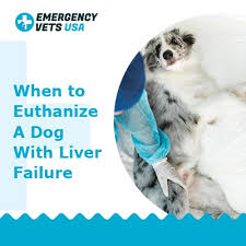 Hepatocellular tumors, bile duct tumors, neuroendocrine tumors, and sarcomas. When To Euthanize A Dog With Liver Failure Making That Hard Choice
