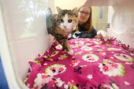A community resource for humans to go to when they lose or find a companion animal. Lasting Effects Pandemic Prompts Local Shelters To Consider New Housing Options For Pets Tri State News Telegraphherald Com