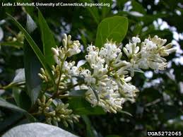 Image result for ligustrum ovalifolium