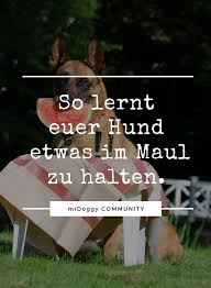 Hühner gelten als kleintiere, und die dürft ihr auch in reinen wohngebieten laut baunutzungsverordnung ohne extra genehmigung halten. Trick Rezept Halten Hunde Tricks Beibringen Welpen Und Hunde