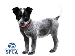 Wuchelli australian cattle dogs has a litter or red pups available, (2f and 3 m). Sage Is A 3 Month Old Female Black White Australian Cattle Dog Blend Central California Spca Fresno Ca