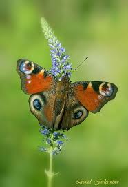 Peacock S Theme Peacock Butterfly Butterfly Cocoon Butterfly