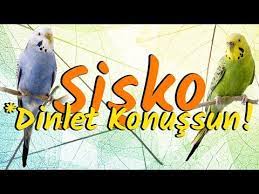 kus panosundaki pin
