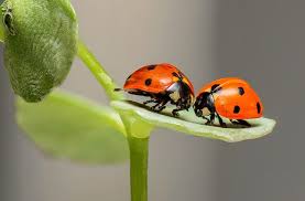 Biological control is no fad. Benefits Of Biological Pest Control Unicorn Windows
