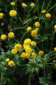 Yellow Bachelor S Button Ranunculus Acris Flore Plena At Oakland Nurseries Inc Bachelor Buttons Ranunculus Garden Center