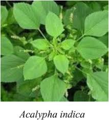 Image result for Acalypha ornata