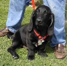 We will look at the personality traits of this dog, including. Basset Hound Lab Mix Puppies For Sale Petsidi