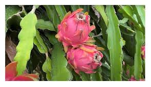 Image result for Litanthus pusillus