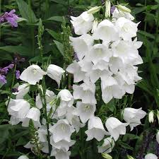 Aici găsiți desene de colorat cu flori de primavara pentru copii. Seminte De Campanula Persicifolia Alba Clopotel Alb